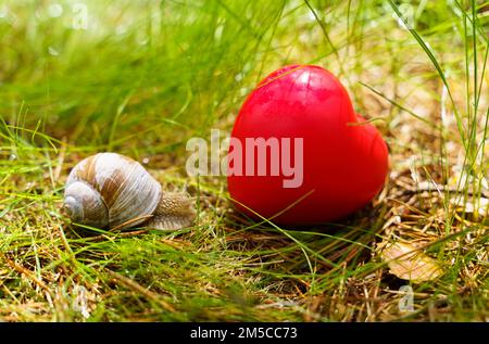 Die Schnecke krabbelt in die Nähe des Herzens, das im Gras liegt. Ökologie und positiv Stockfoto