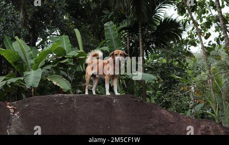 Ein süßer brauner Hund, der auf einen großen Granitfelsen starrt Stockfoto