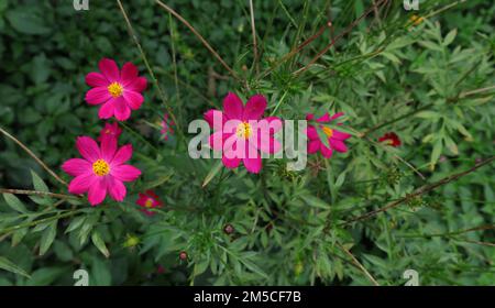 Eine lila Cosmos-Blume blühte auf einer blühenden lila Cosmos-Pflanze im Garten Stockfoto