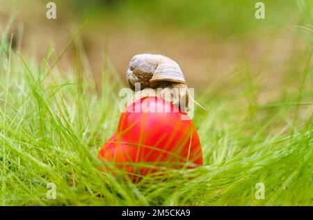 Die Schnecke kriecht über das Herz. Das Herz liegt im Gras. Ökologie und positiv Stockfoto