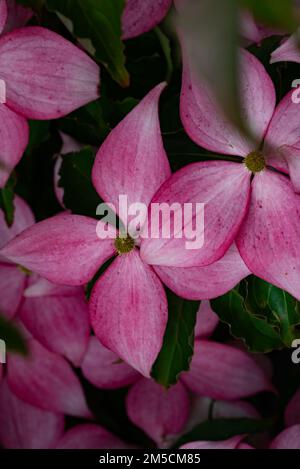 Ein vertikales Bild von rosa Maiskousa-Baumblumen Stockfoto