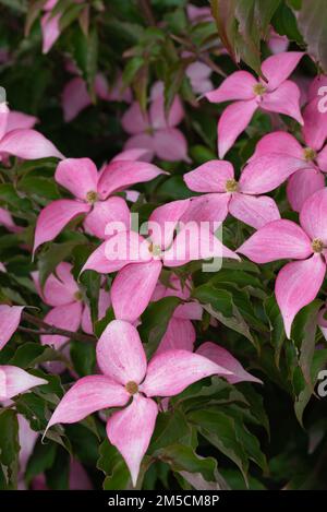 Ein vertikales Bild von rosa Maiskousa-Baumblumen Stockfoto