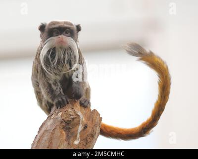 Bart-Kaiser Tamarin Monkey (Saguinus Imperator subgrisecens) im London Zoo, Großbritannien Stockfoto