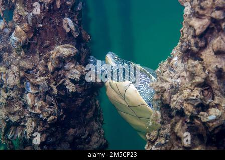 Nördliche Karte Schildkröte Graptemys geographica unter Wasser in der Nähe von alten Pier Säulen Stockfoto