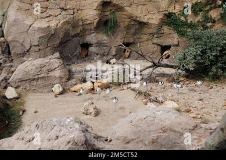 Eine Gruppe von Avocets, eine Gattung von Waders in derselben Avianischen Familie wie die Stelzen. Stockfoto