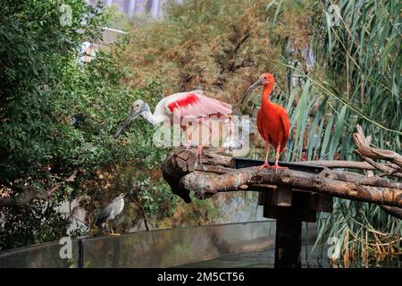 Red Ibis oder Scarlet Ibis, Eudocimus Ruber mit dem Rosenschnabel, Platalea ajaja, ein geselliger Watvogel des Ibis und der Spoonbill-Familie, Vögel Stockfoto