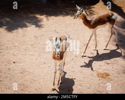 Die Dama Gazelle - Nanger Damm - auch bekannt als Addra Gazelle oder Mhorr Gazelle. Stockfoto