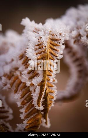 Kristalline Frostkristalle bilden sich um die Fronten eines alten brackigen Blattes am Cothelstone Hill, West Somerset Stockfoto