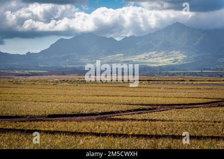 Ananasplantagen an der Nordküste von Oahu, Hawaii Stockfoto