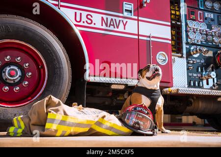 Lance CPL. Manny, das Maskottchen des Marine Corps Recruit Depot (MCRD) San Diego, sitzt am 2. März 2022 vor einem Feuerwehrauto auf dem MCRD San Diego. Manny besuchte das Depot, um das vielfältige Team von Mitarbeitern vor Ort zu begrüßen, das sicherstellt, dass die Schulung der Rekruten sicher und effektiv durchgeführt wird. Manny ist benannt nach Sergeant Johnny R. Manuelito, einem der „ursprünglichen 29“ Navajo Code Talker. Stockfoto