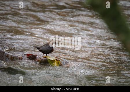 In einem Fluss durch Horner Wood sitzt ein Dipper auf einem Stein, während er auf das Wasser nach Nahrung schaut Stockfoto