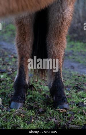 Blick in Richtung der Vorderseite beider Hinterbeine eines braunen Pferdes oder Ponys mit schwarzen unteren Füßen und Hufen Stockfoto