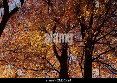 Landscape shot of tall beech trees with leaves in Autumn colour and in morning sunshine, UK Stockfoto