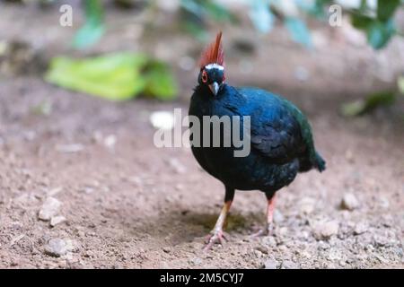 Ein Baumwoll-Rebhuhn (Rollulus pouloul), der durch das Gehege im Tropiquaria Zoo, Watchet, West Somerset geht Stockfoto