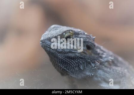 Porträtfoto eines zentralen Drachen (Pogona vitticeps) hinter dem Glas seines Tanks im Tropiquaria Zoo in der Nähe von Watchet in Somerset Stockfoto