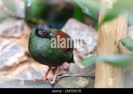 Das helle Grün und Braun des weiblichen Kammhuhns (Rollulus pouloul) hebt sich in ihrem Gehege im Tropiquaria Zoo, Somerset, hervor Stockfoto