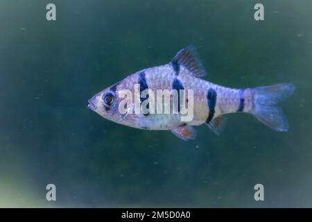 Nahaufnahme eines Tigerbarsches (Puntigrus tetrazona), der durch ein Süßwasserbecken im Tropiquaria Zoo in Watchet, West Somerset, schwimmt Stockfoto