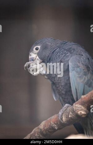 Einer der Papageien der großvasa (Coracopsis vasa) im Tropiquaria Zoo in Somerset sitzt auf seinem Steg und macht seinen Fuß fertig Stockfoto