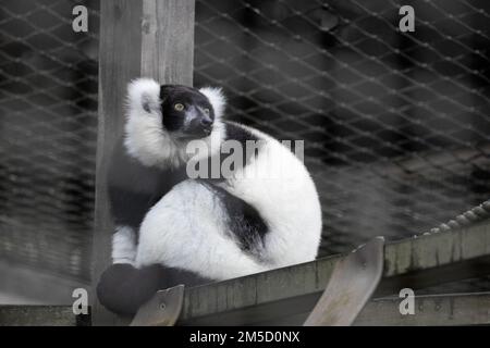 Ein schwarz-weißer geraffter Lemur (Varecia variegata) befindet sich auf einem Regal in seinem Käfig und betrachtet das Leben. Im Tropiquaria Zoo in West Somerset Stockfoto