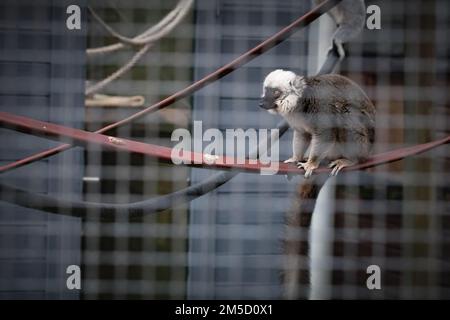 Auf einer der vielen Abfahrten hält ein weißer brauner Lemur (Eulemur albifrons) inne, um in den Tropiquaria Zoo in West Somerset zu starren Stockfoto