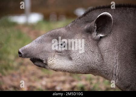 Blick von der Seite auf die weibliche Flachlandtapir (Tapirus terrestris) im Tropiquaria Zoo in West Somerset Stockfoto