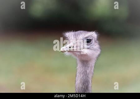 Nahaufnahme eines der Großen rhea (Rhea americana) aus dem Tropiquaria Zoo in der Nähe von Watchet, West Somerset Stockfoto