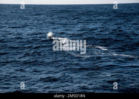 Der Schlag eines Pottwals, der in der norwegischen See in der Nähe von Andenes im den nördlich der Insel Andøya im norwegischen Vesterålen-Archipel schwimmt. Stockfoto