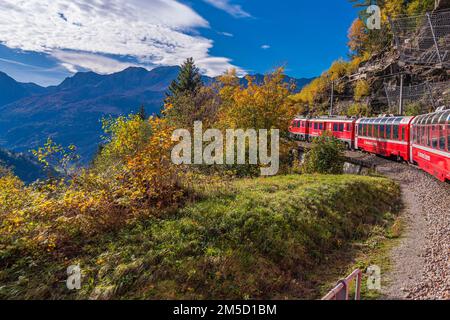 CADERA, SCHWEIZ - OKTOBER 28,2022: BERNINA Express of Rhaetian Railway Line, die an einem farbenfrohen Herbsttag bis zum Berner Berg fährt Stockfoto