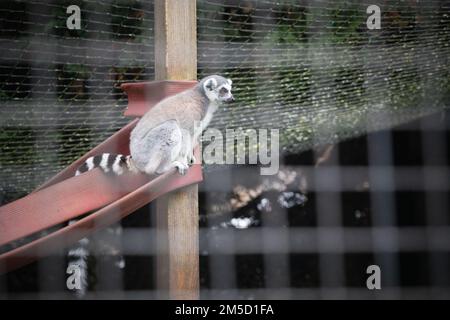 Einer der Ringschwanzlemuren (Lemur catta) im Tropiquaria Zoo in Somerset sitzt und beobachtet Stockfoto