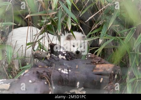 Einer der beiden weißen gewöhnlichen Waschbärhunde (Nyctereutes procyonoides) geht durch eines seiner Verstecke in seinem Gehege im Tropiquaria Zoo in West Somerset Stockfoto