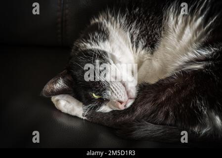 Schlafende schwarz-weiße Katze, zusammengerollt auf einem Ledersofa Stockfoto