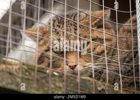 Die schottische Wildkatze (Felis silvestris grampia) im Tropiquaria Zoo in Somerset sitzt in ihrem Gehege und starrt alle Besucher an Stockfoto