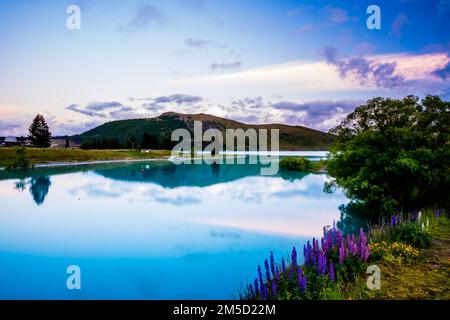 Wunderschöner See Tekapo, Lupinen und Gebirgskette Stockfoto