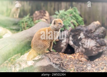 Im neuen Gehege des Tropiquaria-Zoos in Somerset sitzt und starrt der gelbe Mungo (Cynictis penicillata) Stockfoto