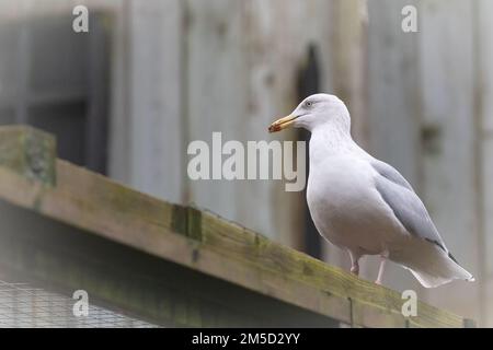 Im Tropiquaria Zoo, Somerset, blicken die wilden Möwen über die Einheimischen. Diese Heringsmull - Larus argentatus - stand auf einem der Käfige Stockfoto