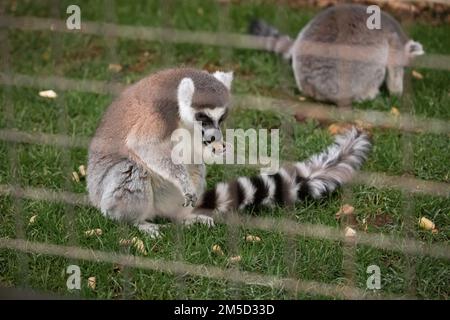 In seiner Umgebung sitzt ein Lemur (Lemur catta) auf dem Gras und isst eine Erdnuss. Im Tropiquaria Zoo, Watchet, Somerset Stockfoto