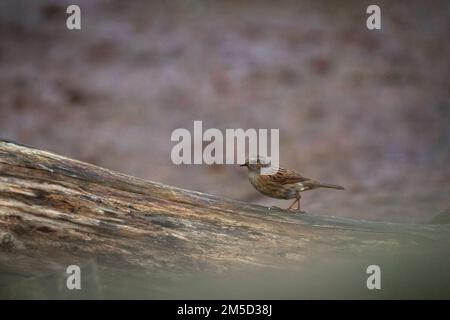 Ein wilder Dunnock (Prunella modularis) sitzt auf einem Baumstamm in einem Gehege im Tropiquaria Zoo, Watchet, West Somerset Stockfoto