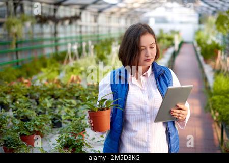Arbeiterin im Gewächshaus, die Gras mit Pflanze und Tablette in den Händen hält. Sammelt und bereitet Online-Bestellungen für den Versand vor Stockfoto