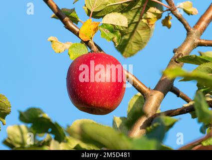 Berlin, Deutschland. 12. Okt. 2022. 12. Oktober 2022, Berlin. An einem Oktobertag hängt ein roter, reifer Bio-Apfel von einem Apfelbaum auf einem Bio-Bauernhof. Kredit: Wolfram Steinberg/dpa Kredit: Wolfram Steinberg/dpa/Alamy Live News Stockfoto