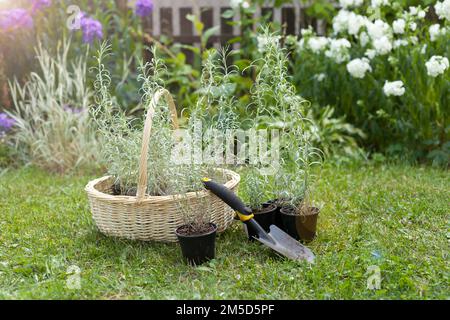 Helichrysum-Blumen im Korb im Garten zum Anpflanzen. Helle Pflanze für pflanzliche Medizin. Silberkraut Stockfoto