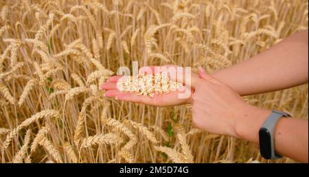 Feld mit reifem goldenen Weizen bei Sonnenuntergang, Nahrungsmittelkrise und Mangelernährung, Anbau von Getreide. Hunger. Erschöpfung. Dürftige Ernte. Hunger weltweit Stockfoto