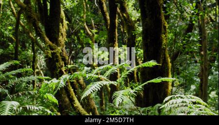 El Pijaral, La Ensillada, Cabeza de Tejo, Spaziergang durch den Bosque Encantado in Anaga Forest auf Teneriffa, Kanarische Inseln, Spanien. Stockfoto