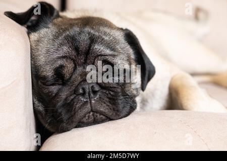 Ein süßer Pug schläft auf einer beigen Couch. Pflege für Puppen, Haare, Liebe und Pflege für das Haustier Stockfoto