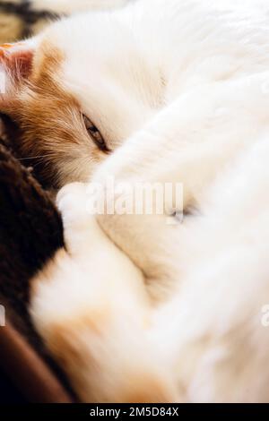 Schläfriges Kätzchen im Bett Stockfoto