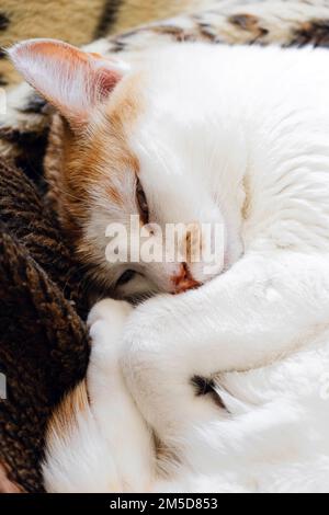 Schläfriges Kätzchen im Bett Stockfoto