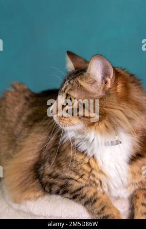 Seitenansicht der europäischen gemeinsamen Katze Stockfoto