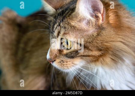 Seitenansicht der europäischen gemeinsamen Katze Stockfoto