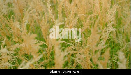 Weißes Schilf im Wind. Langes, flauschiges, getrocknetes Gras, das in Zeitlupe schwingt. Nahaufnahme von cogon Gras auf Wiese. Herbst. Rasen scheuern, Hintergrund verschwommen Stockfoto