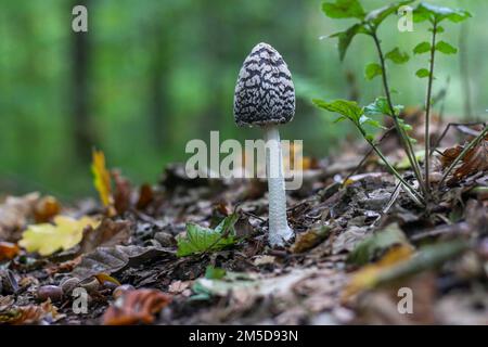 Eine Nahaufnahme eines Magpie-Tintenkappen-Pilzes, der in einem Wald auf einem isolierten Hintergrund wächst Stockfoto