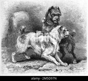 Hund, Rauhhaariger Affenpinscher, Canis familiaris gryphus hirsutus, der Affenpinscher ist eine der ältester, fast unverändert erhaltenen Hunderassen Deutschland / Dog, rauhhaarige Affenpinscher, Affenpinscher Terrier, Canis familiaris gryphus hirsutus, Affenpinscher ist eine der ältesten, fast unveränderten, digitale Hundezucht, Reaus Deutschland, 19. Jahrhundert, genaues Originaldatum nicht bekannt / Historische, digital verbesserte Reproduktion eines Originals aus dem 19. Jahrhundert Stockfoto